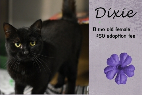 . Dixie .