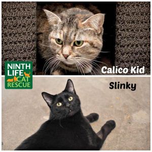 . Calico Kid & Slinky .