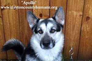 . Apollo .
