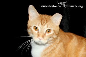. Ziggy .