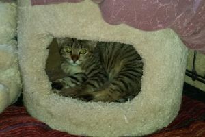 . Cece .