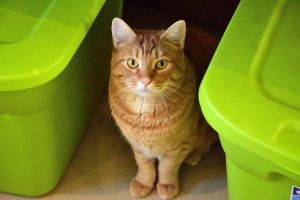 . Garfield .