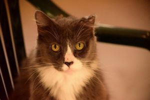 . Miss Kitty .