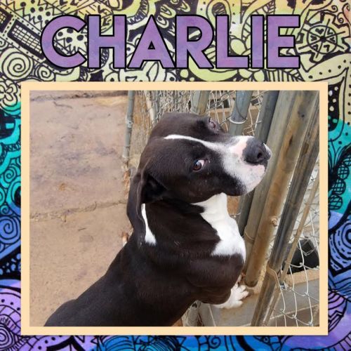 . Charlie .