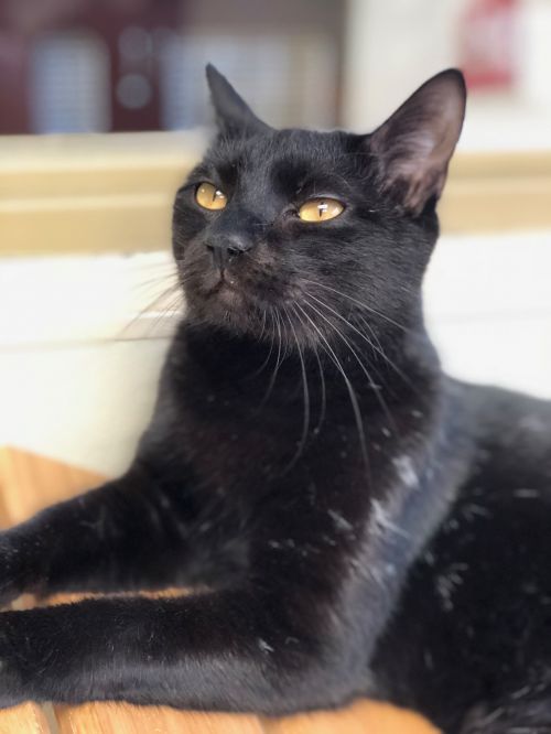 . Denali - Colony Cat! .