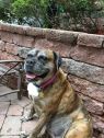 . Sheeba .