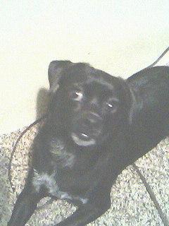 tiny paws pug rescue adopt a tiny breed from tiny paws rescue shelter tx tiny paws pug rescue adopt a tiny breed from tiny paws rescue shelter tx