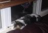 . Patches (2) .