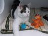 Mouser