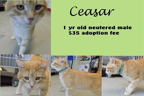 . Ceasar .