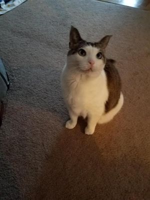 . Chewie * $75 Special Sweet Senior Adoption Fee .