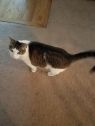 . Chewie * $75 Special Sweet Senior Adoption Fee .