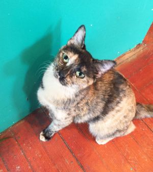 . Pebbles- Fun Loving Torty .