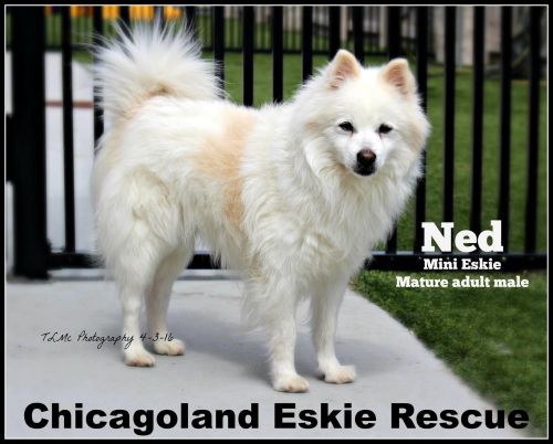 Mr. Ned