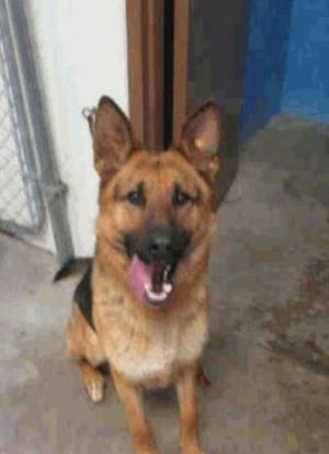 . Gunner-EXPERIENCED HANDLER REQUIRED .