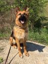 . Gunner-EXPERIENCED HANDLER REQUIRED .