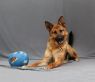 . Gunner-EXPERIENCED HANDLER REQUIRED .