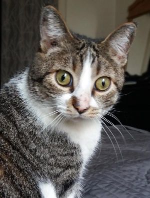 . Pugsley - Friendly Blind Kitty .