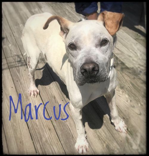 . Marcus .