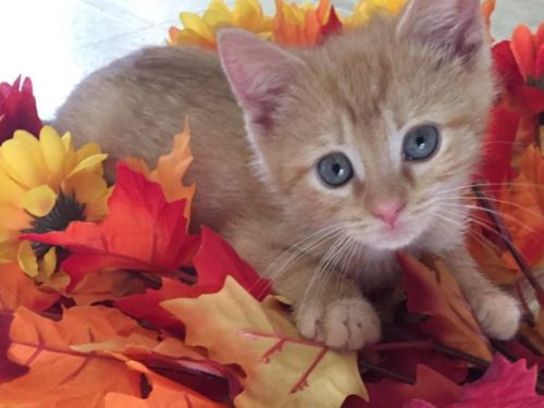 . MANY kittens in need of homes for a lifetime of love .