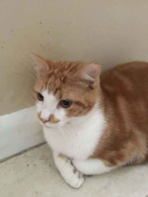 . Ginger .