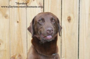 . Hershey .
