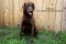 . Hershey .