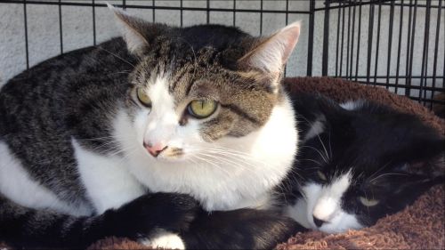 . Maggie (bonded to Wheeler) .
