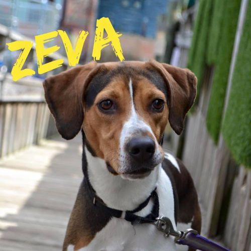. Zeva .