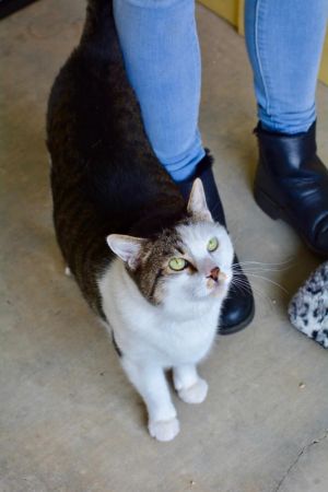 . Minnie - $1.30 Adoption Fee in June! .