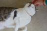 . Minnie - $1.30 Adoption Fee in June! .
