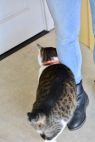 . Minnie - $1.30 Adoption Fee in June! .