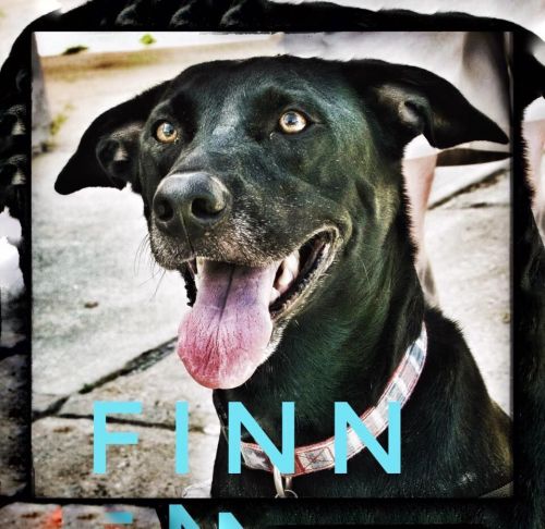 . Finn .