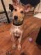 . Oni Brownie Egyptian Malinois .