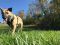. Oni Brownie Egyptian Malinois .
