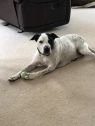 . Petey Rascal .