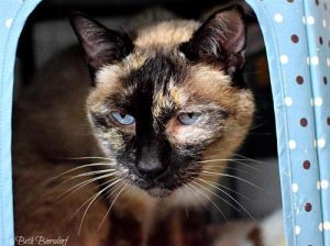 . SweetPea (& Caramel) .