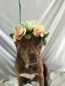Petunia