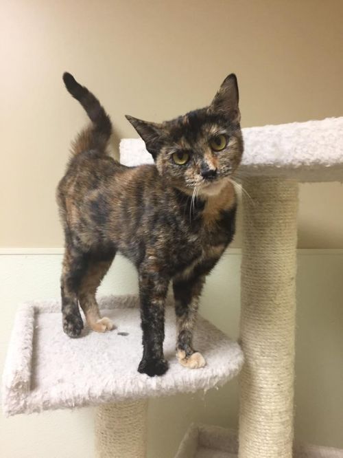 . Faith - Colony Cat! .