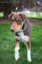 . Remington .