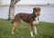 . Remington .