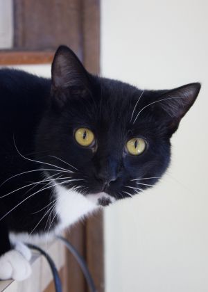 . Chaz - Bonded with Murphy .