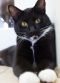 . Chaz - Bonded with Murphy .