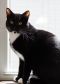 . Chaz - Bonded with Murphy .