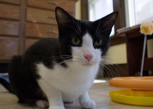 . Murphy -Bonded with Chaz .