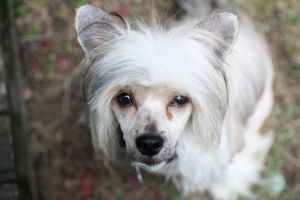 . Rufus .