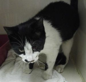 . Oreo Bounce...hit by car .