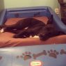 . Nala the Beloved .