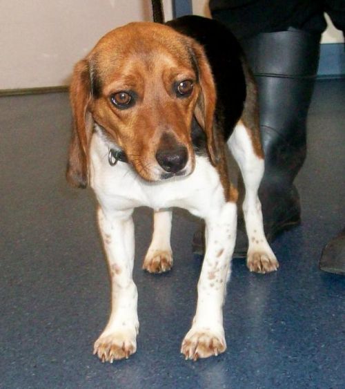 . Forrest - Adoption Pending .