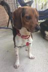 . Forrest - Adoption Pending .